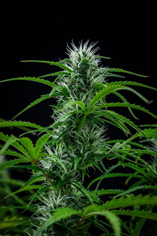 Sensi Supreme Oak Automatic Sensi Seeds. Week 7 - Day 49