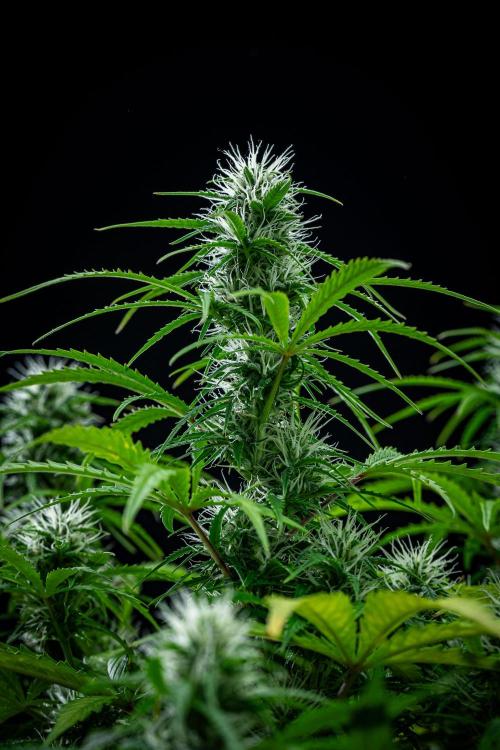 Sensi Supreme Oak Automatic Sensi Seeds. Week 7 - Day 49