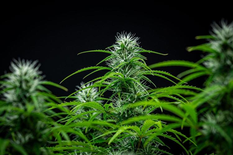 Sensi Supreme Oak Automatic Sensi Seeds. Week 7 - Day 49