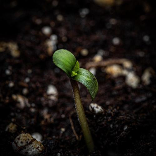 Auto Gelato Pyramid Seeds. Week 0 - Hello little girl