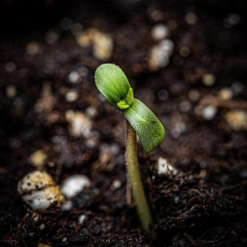 Auto Gelato Pyramid Seeds. Week 0 - Hope this will be a nice journey together 