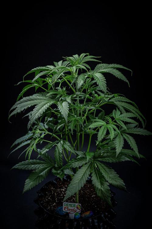 Chemical Candy Green House Seeds. Week 5 - Day 33