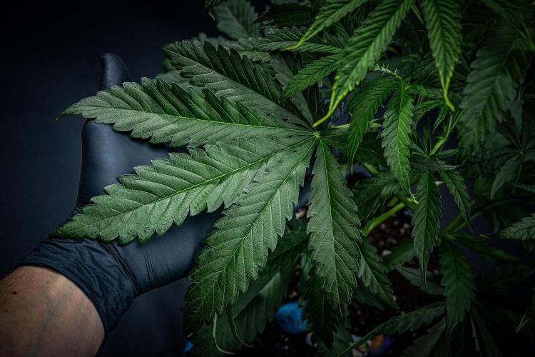 Chemical Candy Green House Seeds. Week 5 - Day 33