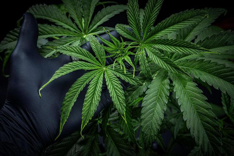 Chemical Candy Green House Seeds. Week 5 - Day 33