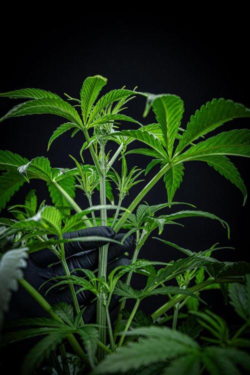 Chemical Candy Green House Seeds. Week 5 - Day 33