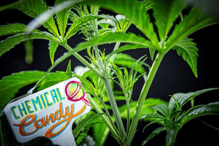 Chemical Candy Green House Seeds. Week 5 - Day 33