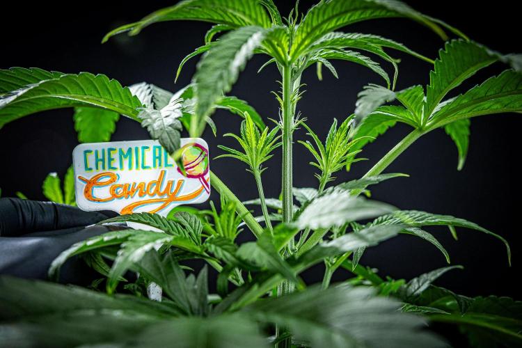 Chemical Candy Green House Seeds. Week 5 - Day 33