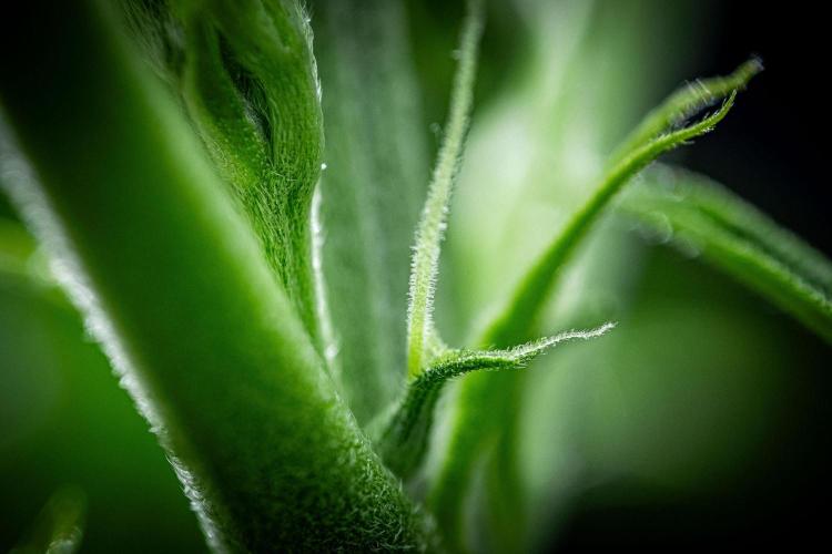 Chemical Candy Green House Seeds. Week 5 - Day 33