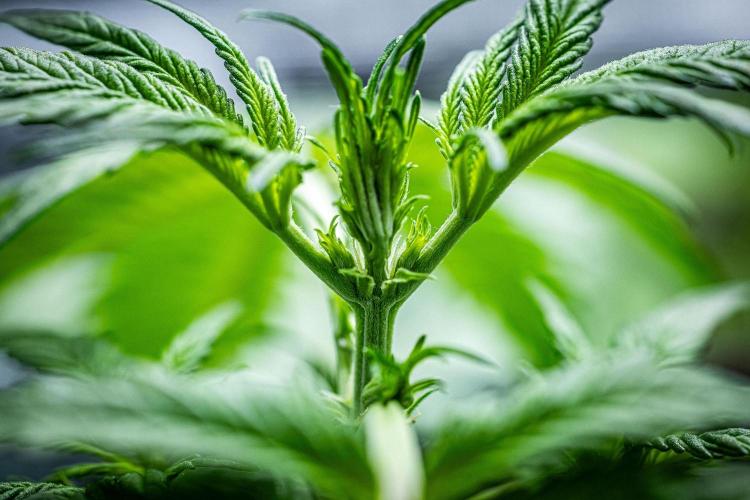 Banana Blaze Auto Dutch Passion. Week 4 - Day 23 before topping