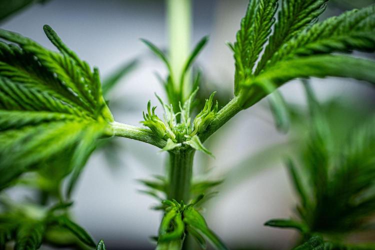 Banana Blaze Auto Dutch Passion. Week 4 - Day 23 after topping