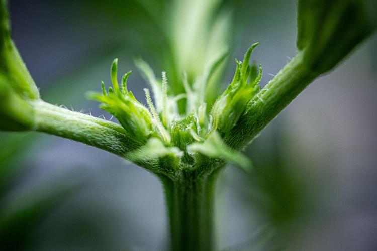 Banana Blaze Auto Dutch Passion. Week 4 - Day 23 before topping