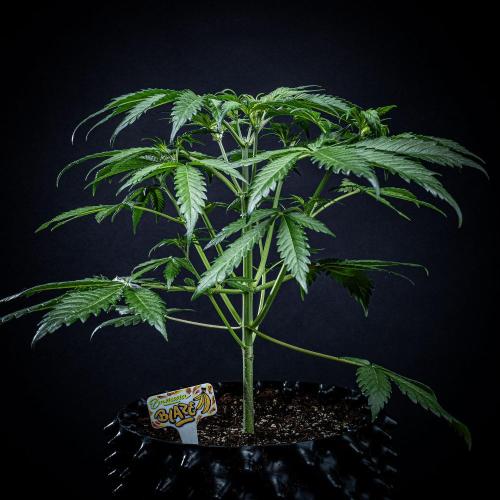 Banana Blaze Auto Dutch Passion. Week 4 - Day 28