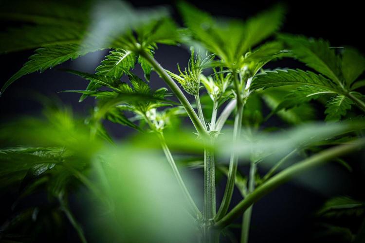 Banana Blaze Auto Dutch Passion. Week 4 - Day 28