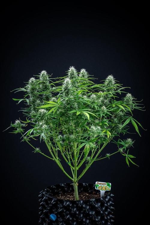 Sensi Supreme Oak Automatic Sensi Seeds. Week 8 - Day 55