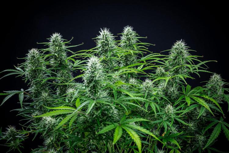 Sensi Supreme Oak Automatic Sensi Seeds. Week 8 - Day 55