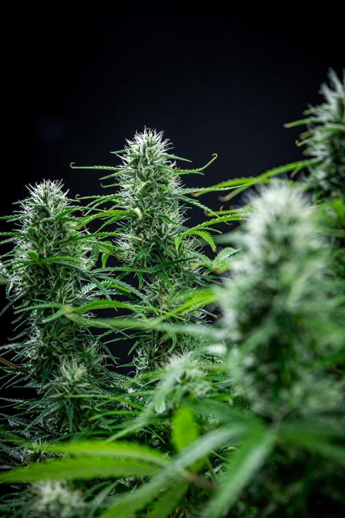 Sensi Supreme Oak Automatic Sensi Seeds. Week 8 - Day 55