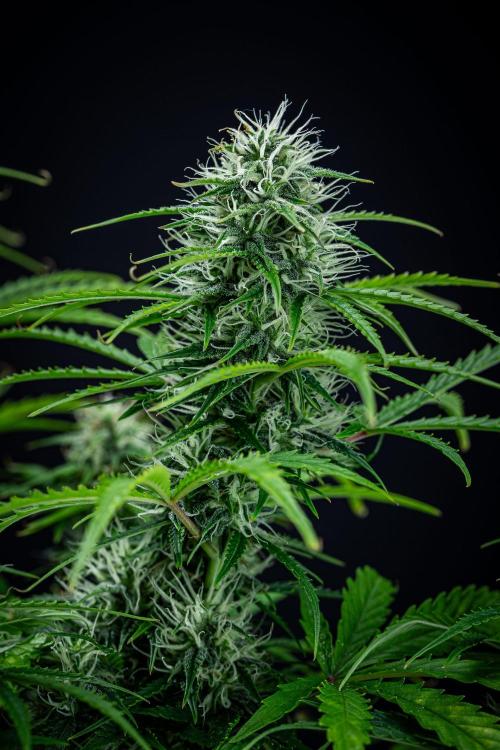 Sensi Supreme Oak Automatic Sensi Seeds. Week 8 - Day 55