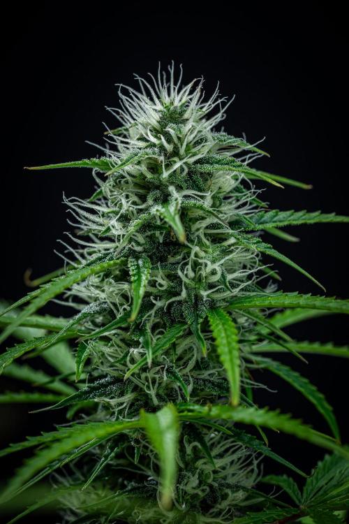 Sensi Supreme Oak Automatic Sensi Seeds. Week 8 - Day 55
