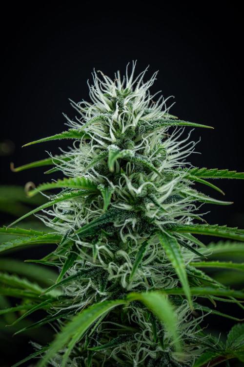 Sensi Supreme Oak Automatic Sensi Seeds. Week 8 - Day 55