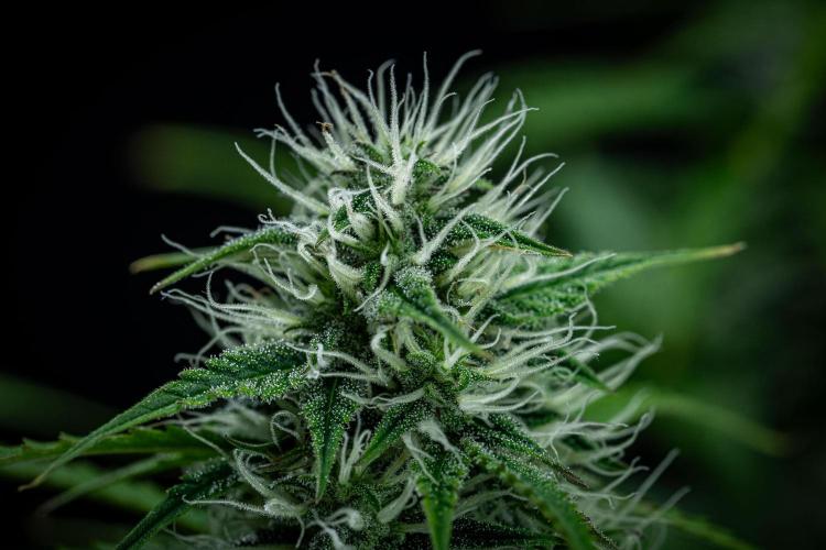 Sensi Supreme Oak Automatic Sensi Seeds. Week 8 - Day 55