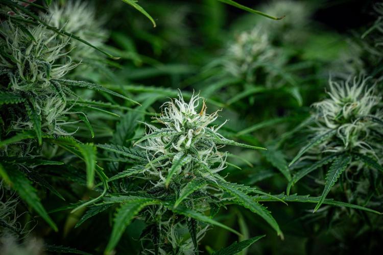 Sensi Supreme Oak Automatic Sensi Seeds. Week 8 - Day 55