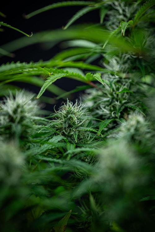 Sensi Supreme Oak Automatic Sensi Seeds. Week 8 - Day 55