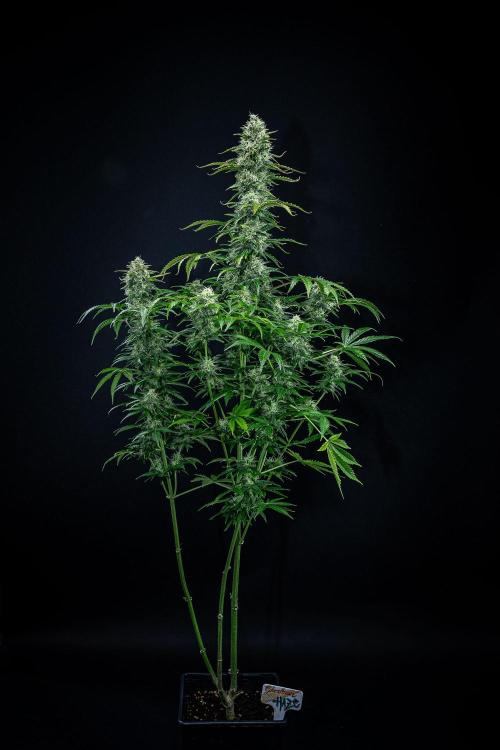 Ghost Train Haze Autoflower Zamnesia. Week 12 - Day 85