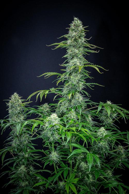 Ghost Train Haze Autoflower Zamnesia. Week 12 - Day 85