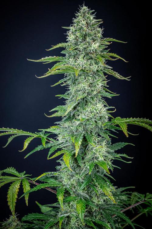 Ghost Train Haze Autoflower Zamnesia. Week 12 - Day 85