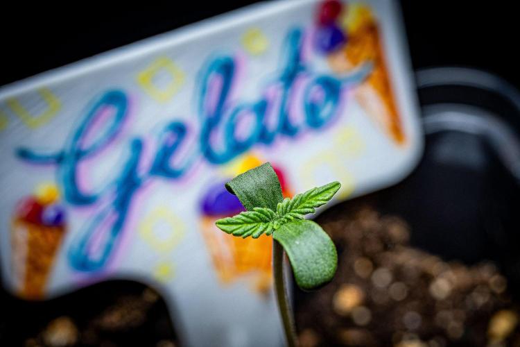 Auto Gelato Pyramid Seeds. Week 1 - Day 2