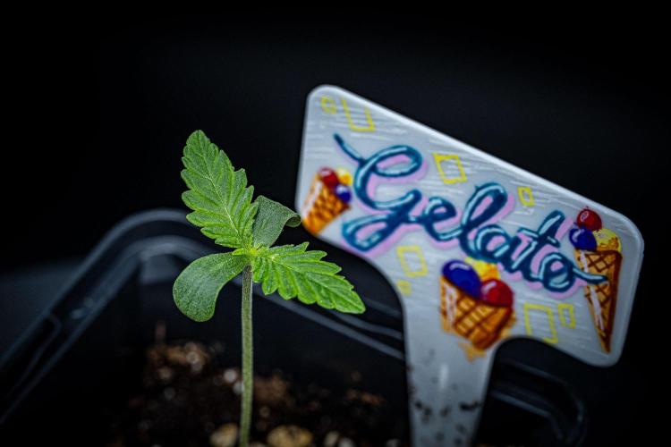 Auto Gelato Pyramid Seeds. Week 1 - Day 5