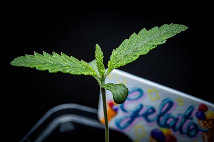 Auto Gelato Pyramid Seeds. Week 1 - Day 8