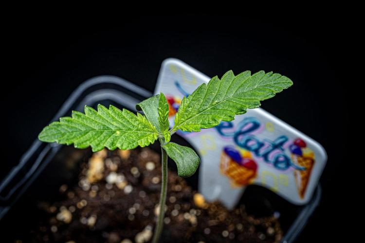 Auto Gelato Pyramid Seeds. Week 1 - Day 8