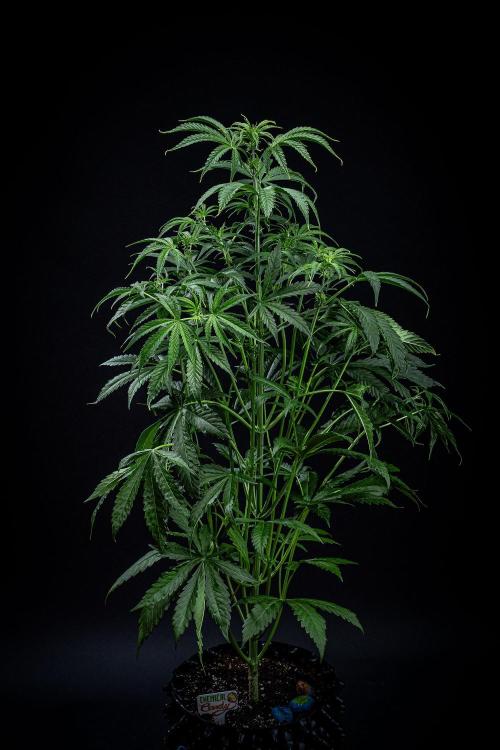 Chemical Candy Green House Seeds. Week 6 - Day 41 - before bending her main branch