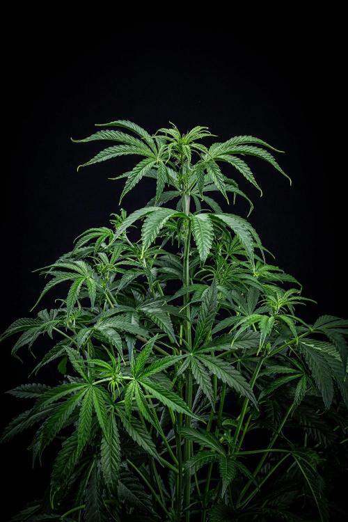 Chemical Candy Green House Seeds. Week 6 - Day 41 - before bending her main branch