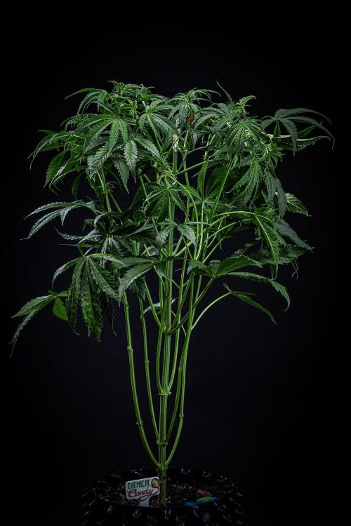 Chemical Candy Green House Seeds. Week 6 - Day 41 - after bending her main branch