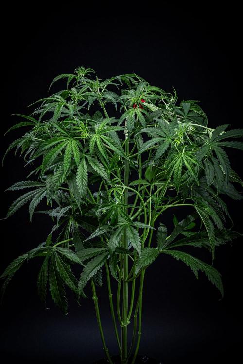 Chemical Candy Green House Seeds. Week 6 - Day 41 - after bending her main branch