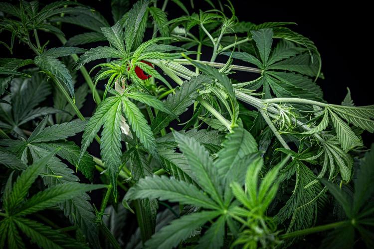 Chemical Candy Green House Seeds. Week 6 - Day 41 - after bending her main branch