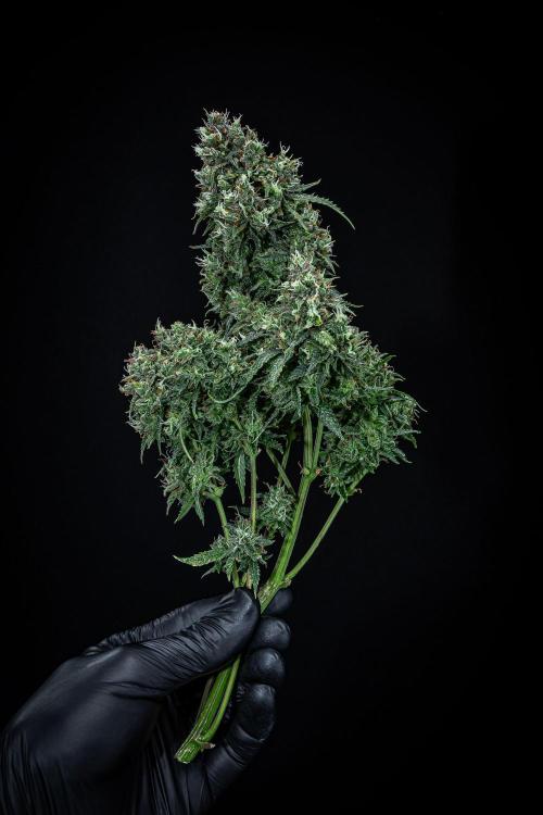 Maui Wowie Autoflower Seeds. Week 14 - Day 91