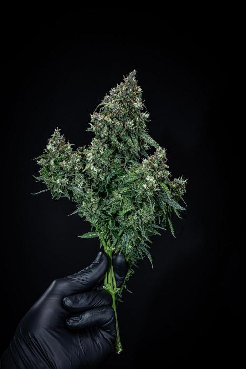 Maui Wowie Autoflower Seeds. Week 14 - Day 91