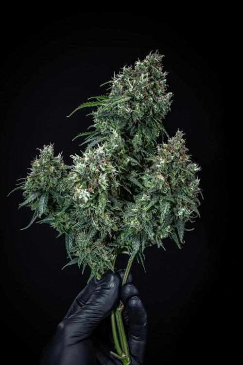 Maui Wowie Autoflower Seeds. Week 14 - Day 91