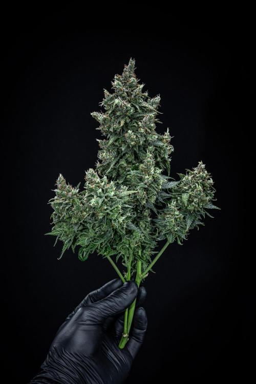 Maui Wowie Autoflower Seeds. Week 14 - Day 91