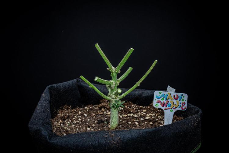 Maui Wowie Autoflower Seeds. Week 14 - Day 91 – that's it