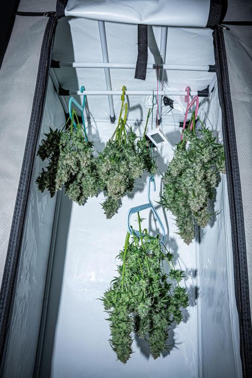 Maui Wowie Autoflower Seeds. Week 14 - Day 92