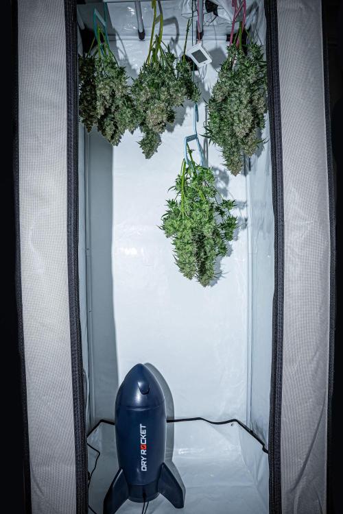 Maui Wowie Autoflower Seeds. Week 14 - Day 92 – first time dry rocket test