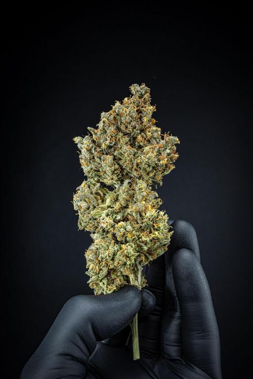 Maui Wowie Autoflower Seeds. Week 14 - Day 135 – after dry trim and curing