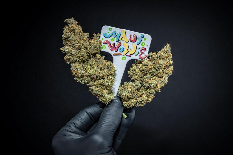 Maui Wowie Autoflower Seeds. Week 14 - Day 135 – after dry trim and curing