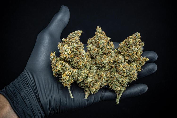 Maui Wowie Autoflower Seeds. Week 14 - Day 135 – after dry trim and curing