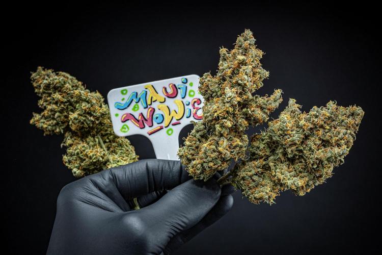 Maui Wowie Autoflower Seeds. Week 14 - Day 135 – after dry trim and curing