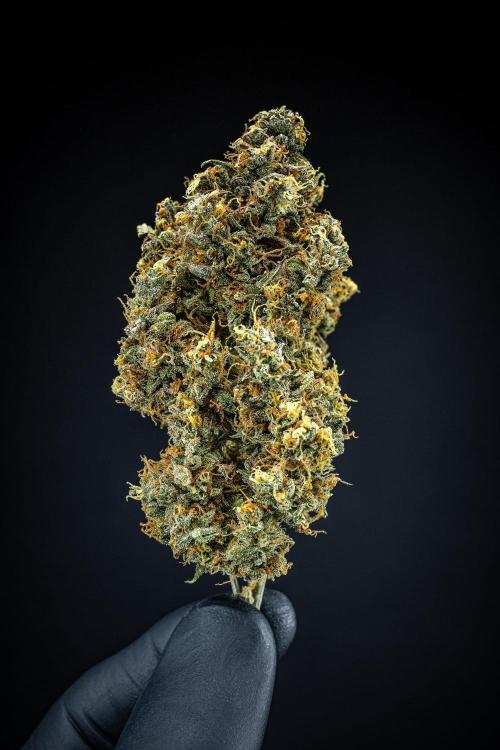 Maui Wowie Autoflower Seeds. Week 14 - Day 135 – after dry trim and curing